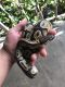 Ball Python Reptiles for sale in Lakeland, FL, USA. price: NA