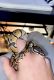 Ball Python Reptiles for sale in Spokane, WA, USA. price: $100