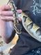 Ball Python Reptiles for sale in Oracle, AZ 85623, USA. price: NA