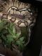Ball Python Reptiles for sale in Brentwood, CA 94513, USA. price: NA