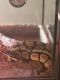 Ball Python Reptiles for sale in Dallastown, PA 17313, USA. price: NA
