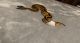Ball Python Reptiles for sale in Denver, CO 80233, USA. price: $1,800