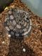 Ball Python Reptiles for sale in Port St. Lucie, FL, USA. price: NA