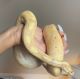 Ball Python Reptiles for sale in West Hollywood, CA, USA. price: NA