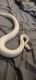 Ball Python Reptiles for sale in Slocomb, AL 36375, USA. price: $450