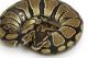 Ball Python Reptiles for sale in Bloomington, IN 47401, USA. price: $200