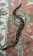 Ball Python Reptiles for sale in Wake Forest, NC 27587, USA. price: $200