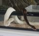 Ball Python Reptiles for sale in Naples, FL, USA. price: NA