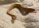 Ball Python Reptiles for sale in Gladewater, TX 75647, USA. price: NA