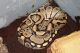 Ball Python Reptiles for sale in Philadelphia, PA, USA. price: $300