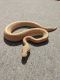 Ball Python Reptiles for sale in Pocatello, ID 83201, USA. price: $350