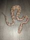 Ball Python Reptiles for sale in Pocatello, ID 83201, USA. price: $250