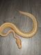 Ball Python Reptiles for sale in Pocatello, ID 83201, USA. price: $350