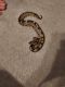 Ball Python Reptiles for sale in Saginaw, TX 76131, USA. price: $200