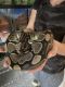 Ball Python Reptiles for sale in Grand Rapids, MI, USA. price: NA