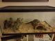 Ball Python Reptiles for sale in Marshall, MI 49068, USA. price: $100