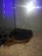Ball Python Reptiles for sale in 2300 D St, Antioch, CA 94509, USA. price: $200