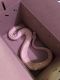 Ball Python Reptiles for sale in New London, CT, USA. price: $800