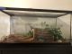 Ball Python Reptiles for sale in Redford Charter Twp, MI, USA. price: NA