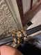 Ball Python Reptiles for sale in Piedmont, OK 73078, USA. price: $200