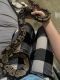 Ball Python Reptiles for sale in Redlands, CA, USA. price: NA
