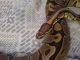 Ball Python Reptiles for sale in Tooele, UT 84074, USA. price: $250