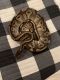 Ball Python Reptiles for sale in Pensacola, FL, USA. price: NA