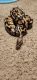 Ball Python Reptiles for sale in Banning, CA, USA. price: NA