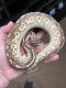 Ball Python Reptiles for sale in Yorktown Heights, NY 10598, USA. price: NA