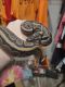 Ball Python Reptiles for sale in Johnston County, NC, USA. price: $300