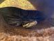 Ball Python Reptiles for sale in Anderson, SC 29621, USA. price: $300