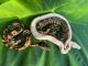 Ball Python Reptiles for sale in Spartanburg, SC, USA. price: $200