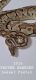 Ball Python Reptiles for sale in Buffalo, MN 55313, USA. price: NA