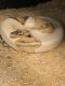 Ball Python Reptiles for sale in Media, PA 19063, USA. price: $1,400