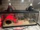 Ball Python Reptiles for sale in Azle, TX 76020, USA. price: $300