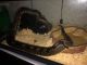 Ball Python Reptiles for sale in Vancouver, WA, USA. price: $100