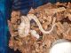 Ball Python Reptiles for sale in Central Point, OR, USA. price: NA