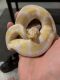 Ball Python Reptiles for sale in Swansea, MA, USA. price: NA