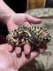 Ball Python Reptiles for sale in Lynchburg, VA, USA. price: NA