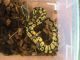 Ball Python Reptiles for sale in Mt Vision, NY 13810, USA. price: NA
