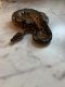 Ball Python Reptiles for sale in Roseville, MI 48066, USA. price: $200