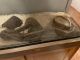 Ball Python Reptiles for sale in Vacaville, CA, USA. price: NA