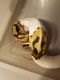 Ball Python Reptiles for sale in Lafayette, CO 80026, USA. price: NA