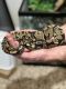Ball Python Reptiles for sale in Erie, PA, USA. price: NA