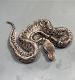Ball Python Reptiles for sale in Frackville, PA 17931, USA. price: $200