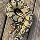Ball Python Reptiles for sale in Keene, NH, USA. price: $150