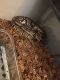 Ball Python Reptiles for sale in Las Vegas, NV, USA. price: $150