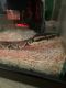 Ball Python Reptiles for sale in Murrieta, CA, USA. price: NA
