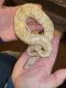Ball Python Reptiles for sale in Hampton, GA 30228, USA. price: $25,000