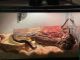 Ball Python Reptiles for sale in Clayton, NC, USA. price: $100